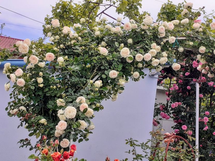 20240520_151146~2 - 01 TRANDAFIRI 2024