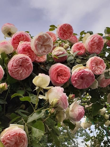  - 01 TRANDAFIRI 2024