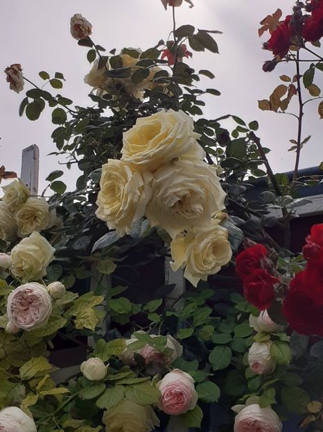  - 01 TRANDAFIRI 2024