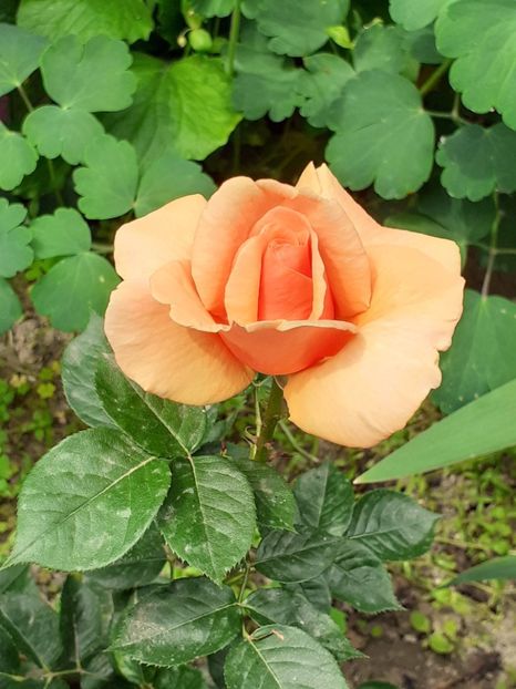  - 01 TRANDAFIRI 2024