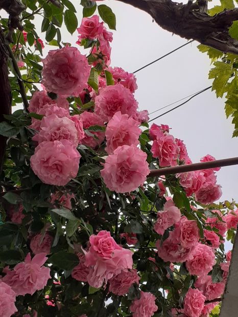  - 01 TRANDAFIRI 2024