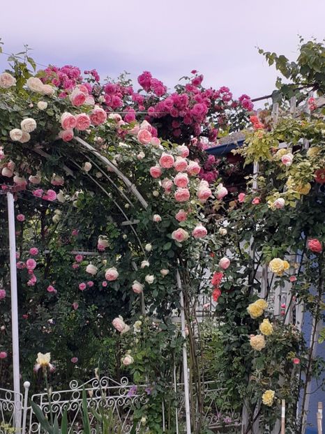  - 01 TRANDAFIRI 2024