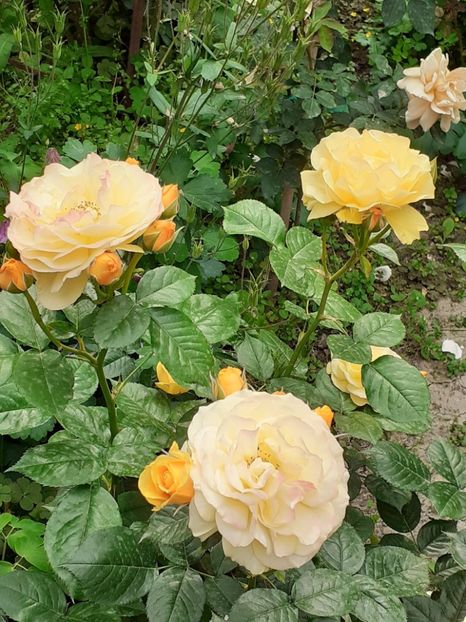  - 01 TRANDAFIRI 2024