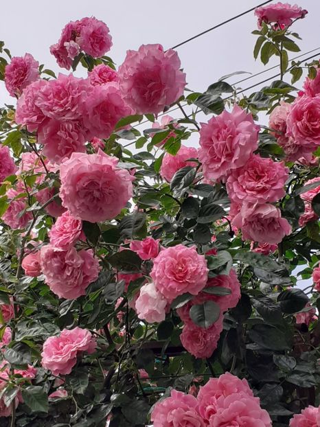  - 01 TRANDAFIRI 2024