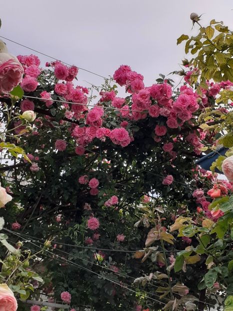  - 01 TRANDAFIRI 2024