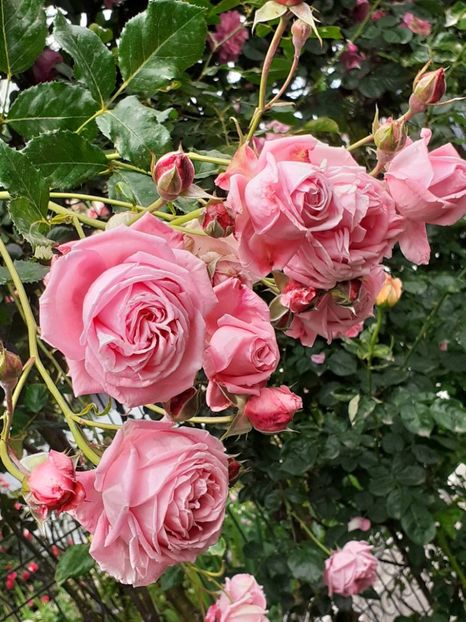  - 01 TRANDAFIRI 2024