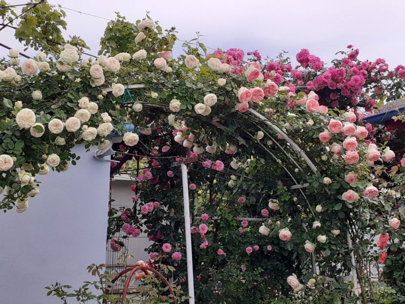  - 01 TRANDAFIRI 2024