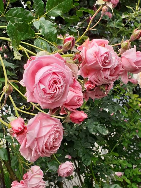  - 01 TRANDAFIRI 2024