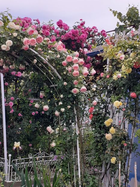  - 01 TRANDAFIRI 2024