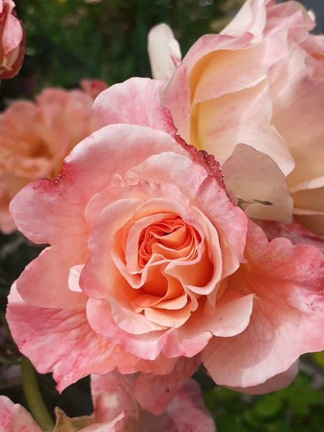  - Augusta Luise 2021