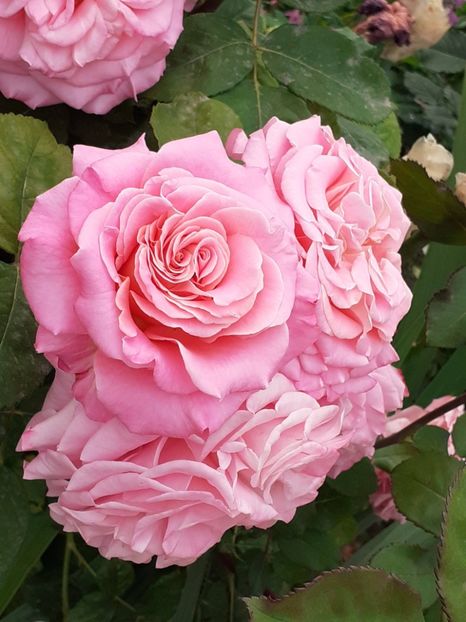 20240520_150648(0) - Ashley 2022- 2023