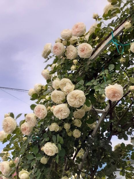  - Palais Royale 2022 - 2023-2024