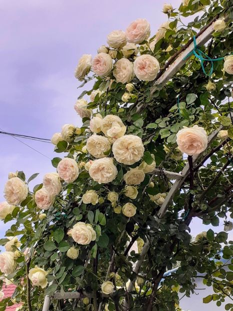  - Palais Royale 2022 - 2023-2024