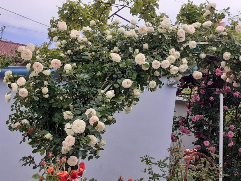  - Palais Royale 2022 - 2023-2024