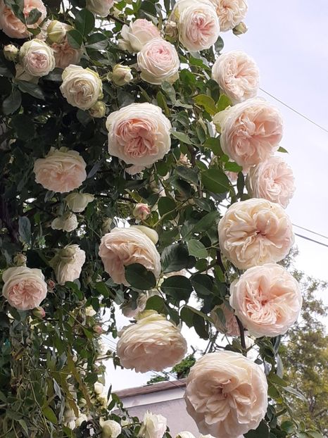  - Palais Royale 2022 - 2023-2024