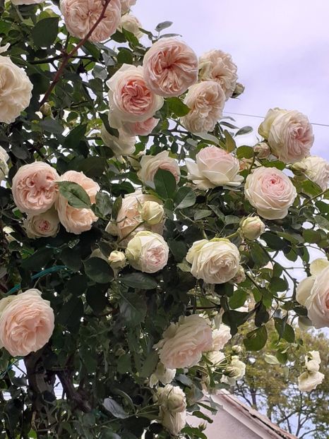  - Palais Royale 2022 - 2023-2024