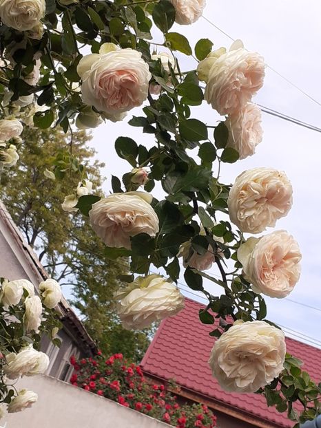  - Palais Royale 2022 - 2023-2024