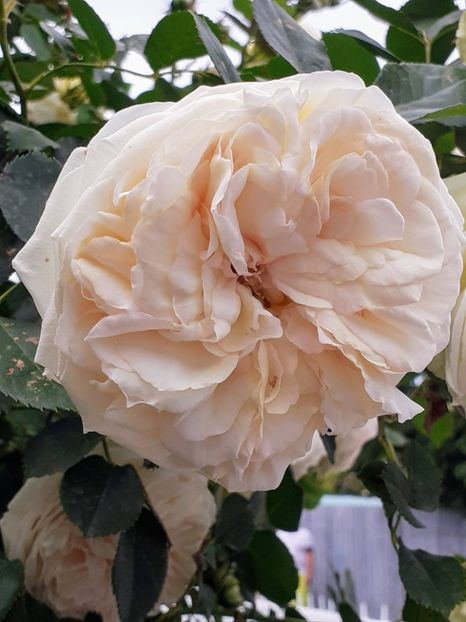 20240520_150811~2 - Palais Royale 2022 - 2023-2024