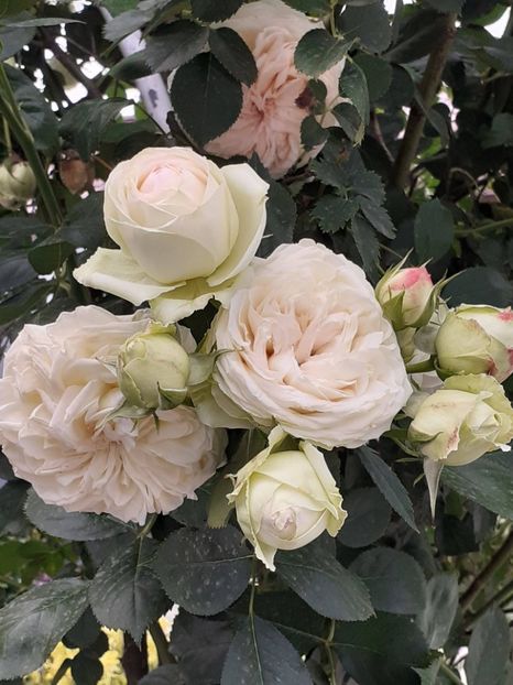  - Palais Royale 2022 - 2023-2024