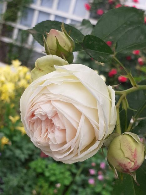 20240520_150837(0) - Palais Royale 2022 - 2023-2024