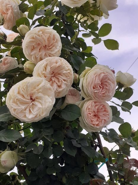  - Palais Royale 2022 - 2023-2024