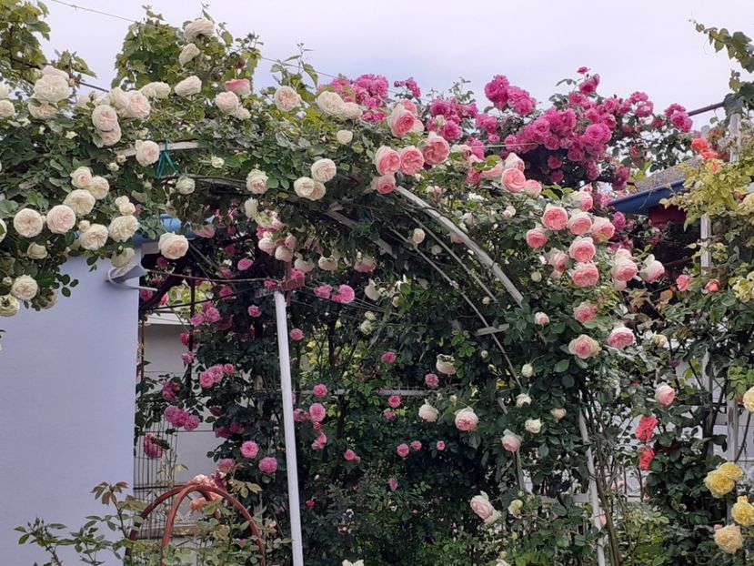  - Palais Royale 2022 - 2023-2024