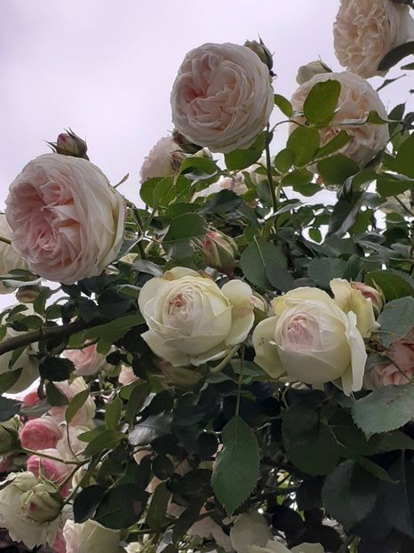  - Palais Royale 2022 - 2023-2024