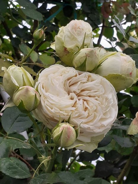  - Palais Royale 2022 - 2023-2024