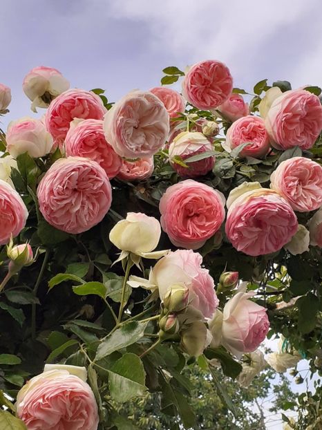  - Eden Rose 2024_ 2025