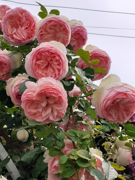  - Eden Rose 2024_ 2025