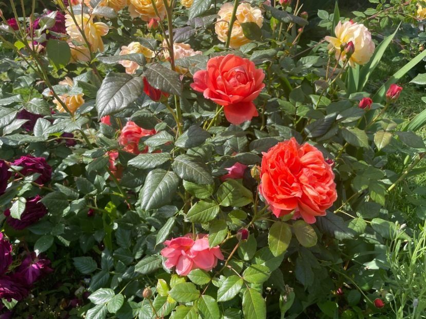  - 001 Trandafiri 2024