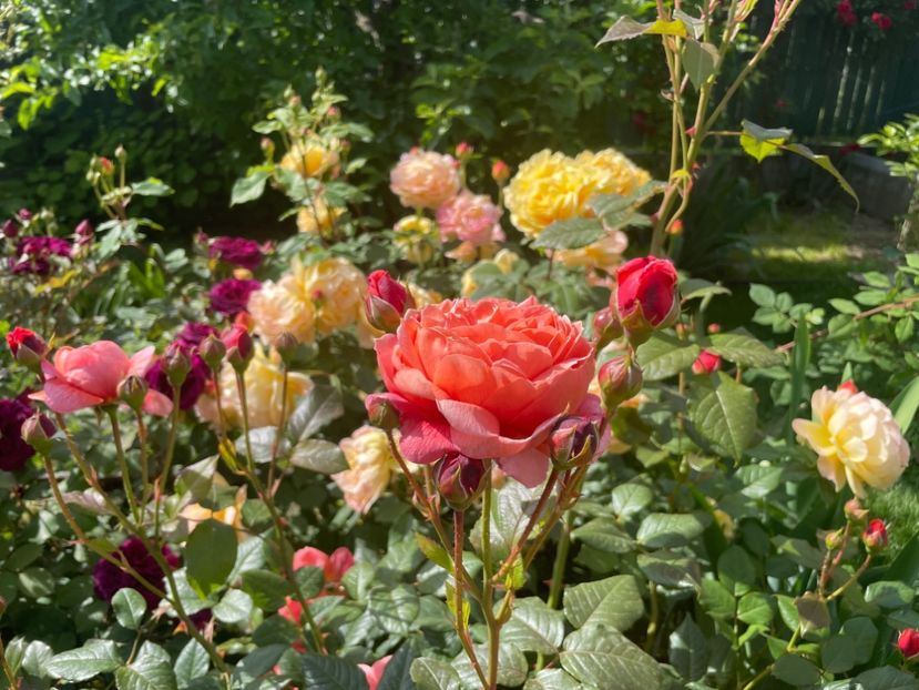  - 001 Trandafiri 2024