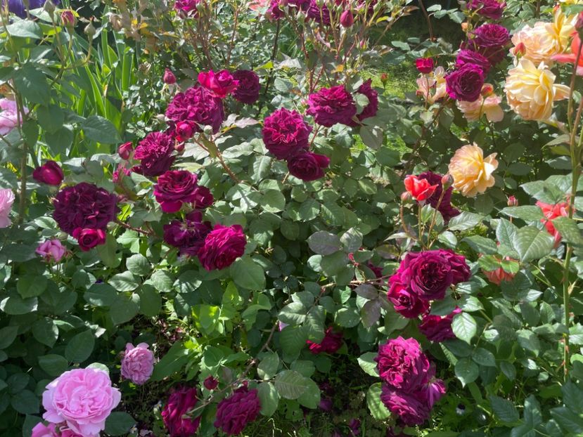  - 001 Trandafiri 2024