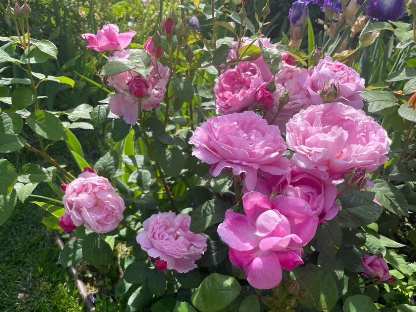  - 001 Trandafiri 2024