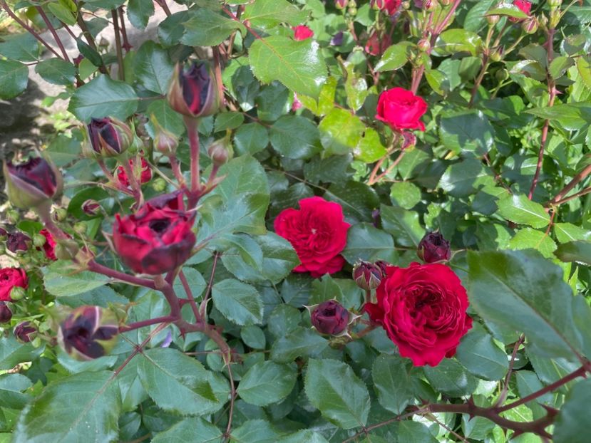  - 001 Trandafiri 2024