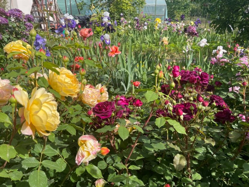  - 001 Trandafiri 2024