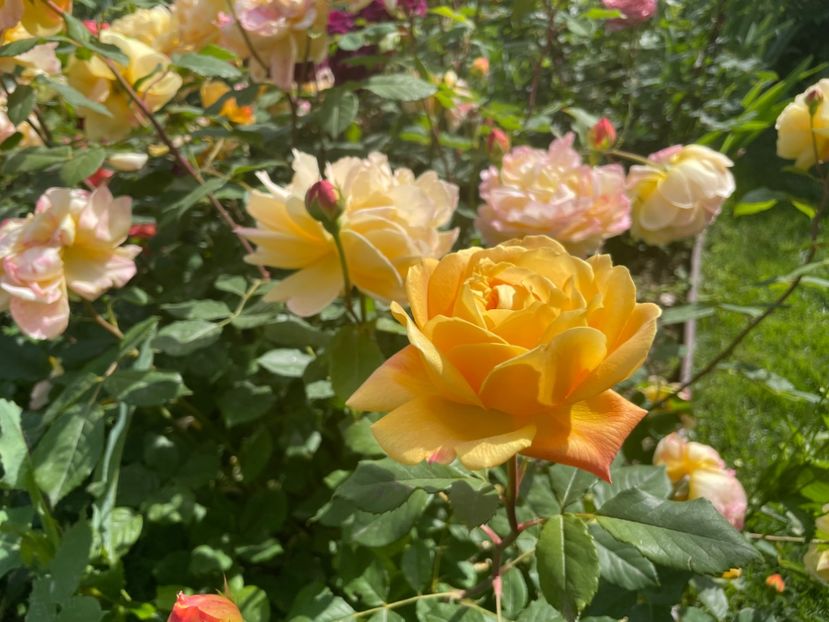  - 001 Trandafiri 2024