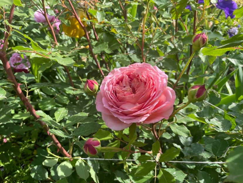  - 001 Trandafiri 2024