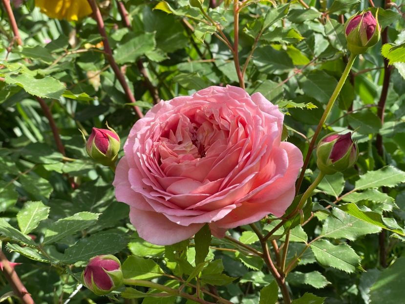  - 001 Trandafiri 2024