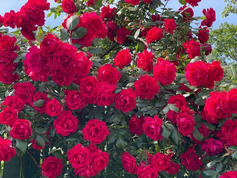  - 001 Trandafiri 2024