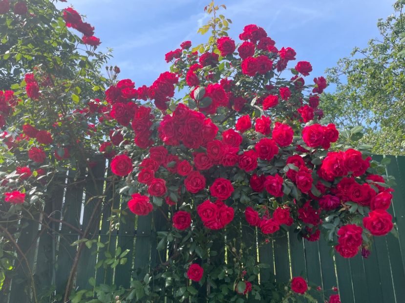  - 001 Trandafiri 2024