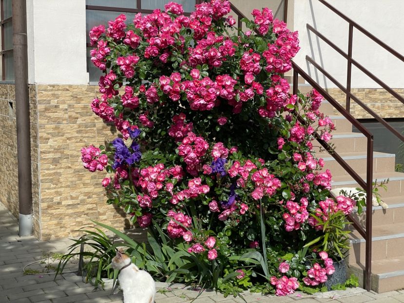  - 001 Trandafiri 2024