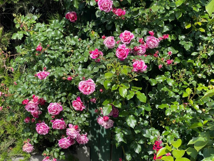  - 001 Trandafiri 2024