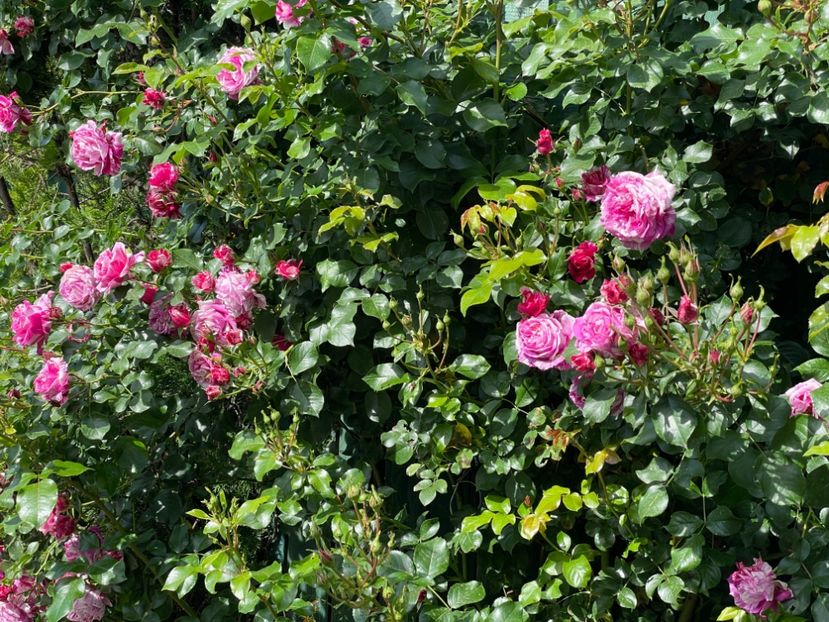  - 001 Trandafiri 2024