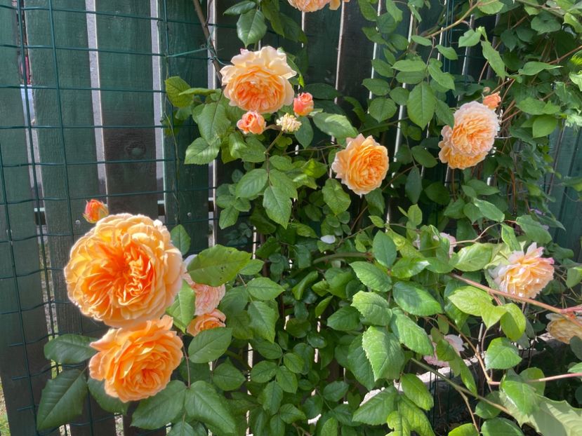  - 001 Trandafiri 2024