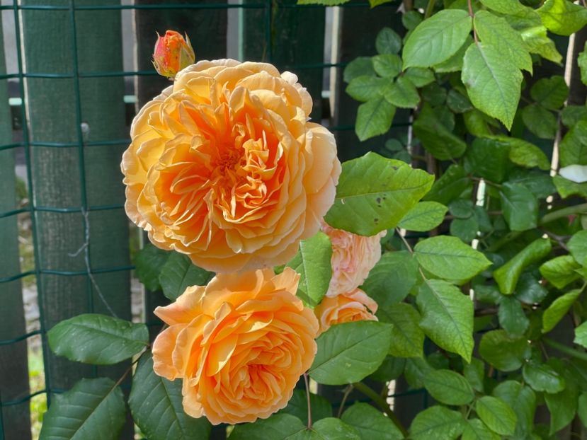  - 001 Trandafiri 2024