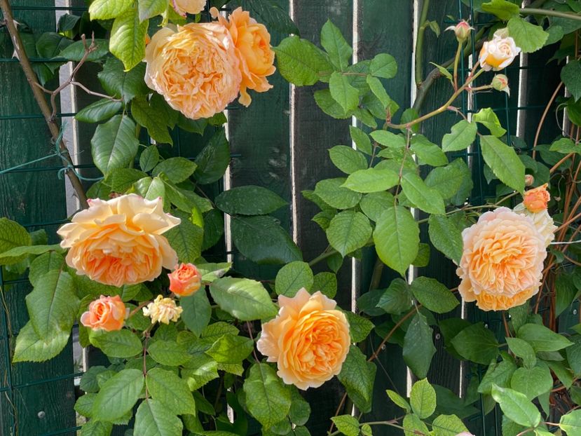  - 001 Trandafiri 2024