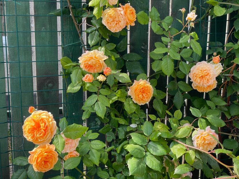  - 001 Trandafiri 2024