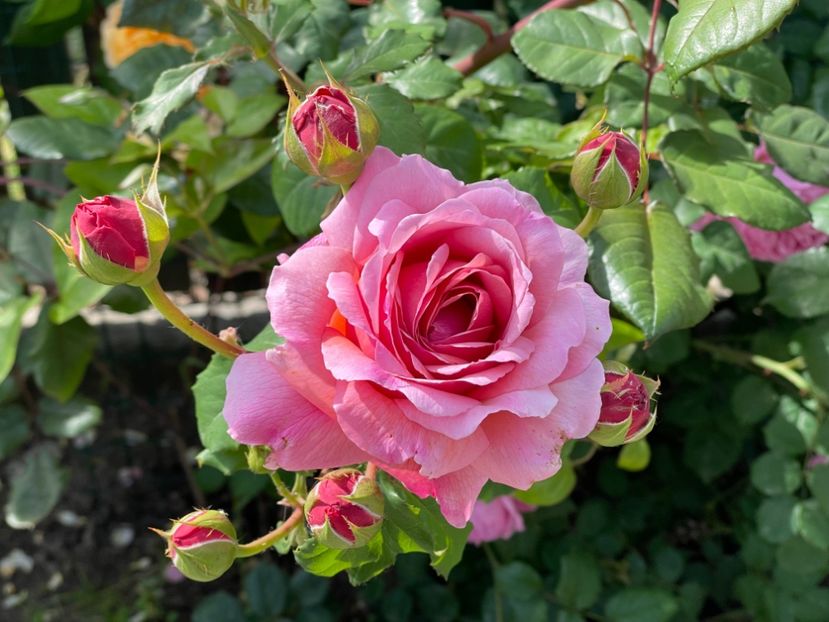  - 001 Trandafiri 2024