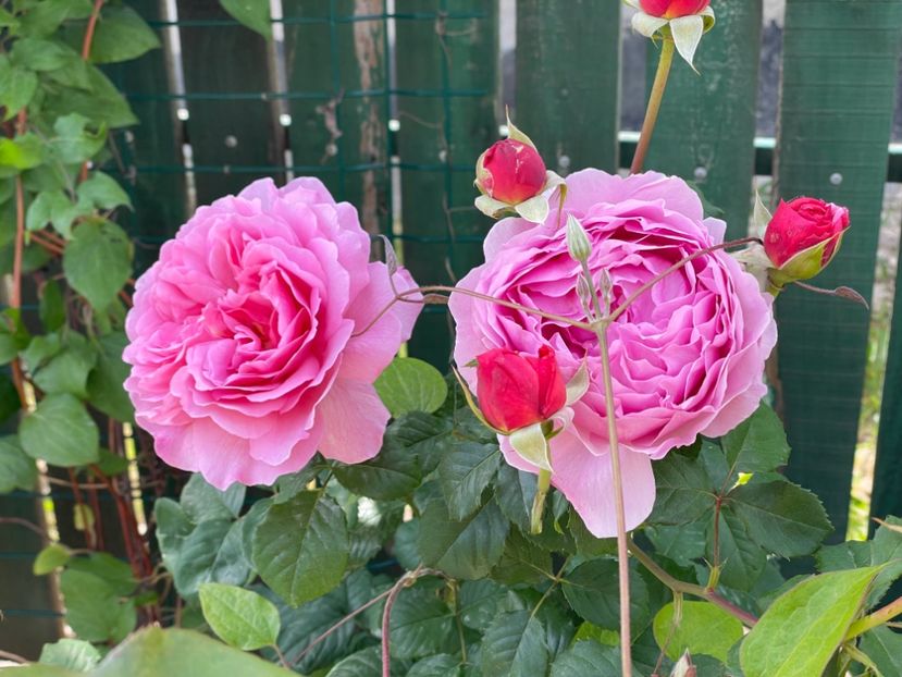  - 001 Trandafiri 2024